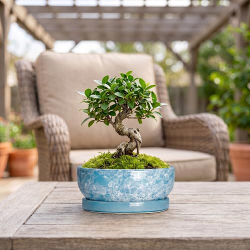 Succulent Planter 8 Inch, Ceramic Bonsai Planter, Droplet Blue - color: Droplet Blue, size: 8 Inch