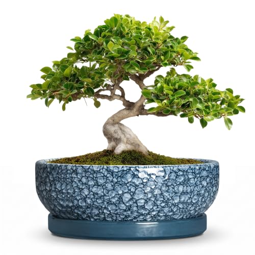 10 Inch Ceramic Bonsai Pots with Saucer, Scale Blue - color: Scale Blue, size: 10 Inch