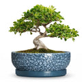 10 Inch Ceramic Bonsai Pots with Saucer, Scale Blue - color: Scale Blue, size: 10 Inch