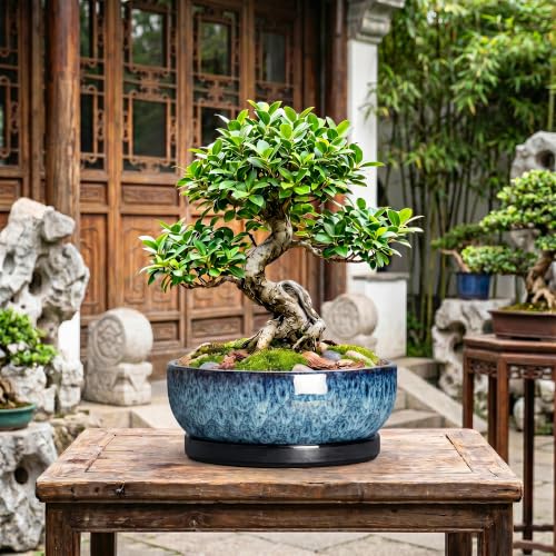 Bonsai Pots, 13 Inch Ceramic Succulent Pot with Saucer, Blue - color: Blue, size: 13 Inch