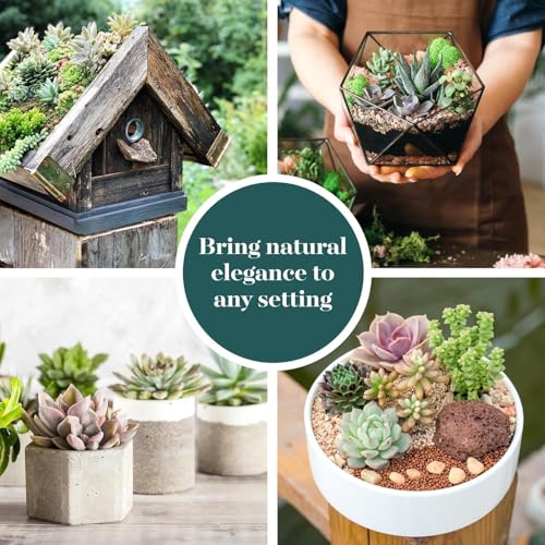 Shop Succulents Collectors Succulent Plant Pack Collection - Live Mini Succulent Plants, Low Maintenance, Colors & Textures - Wedding and Party Favors, Gift & Garden, Pack of 20 - color: Collectors Selection