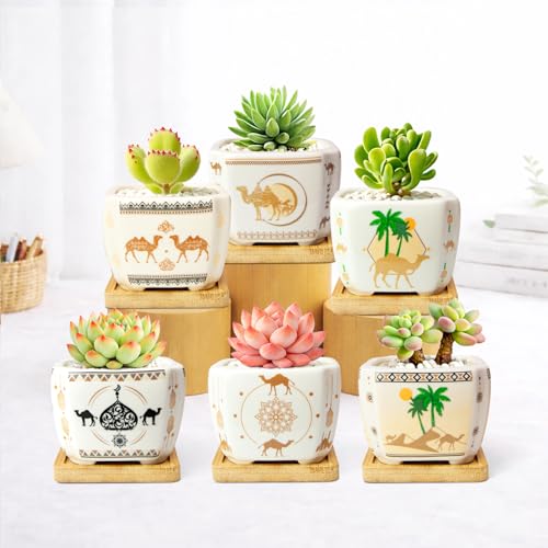 Succulent Pots with Drainage, 3.2" Small Plant Pots with Bamboo Trays, Ceramic Pots for Indoor Plants, Cactus Pots, Mini Succulent Planters for Home Garden Decor, Set of 6 - color: Mid-e-square