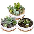 Lawei 3 Pack 6 Inch Round Ceramic Succulent Planter Pots with Drainage and Bamboo Trays, Shallow Cactus Plant Pots for Indoor Plants, Modern White Flower Bowl Planters for Desktop Window Decor
