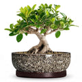 Bonsai Pots, 8 Inch Ceramic Succulent Pot with Saucer, White Leopard - color: White Leopard, size: 8 Inch