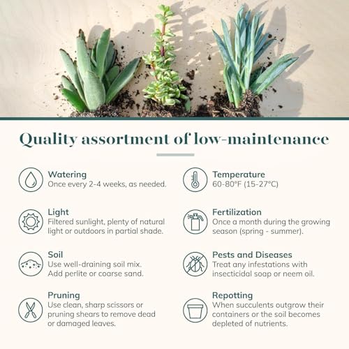 Shop Succulents Coastal Succulent Bulk Plant Pack Collection – Live Mini Succulent Plants, Ocean-Inspired Colors & Textures, Low Maintenance Houseplants – Beach Decor, Gifts & Garden, 2" Pots - color: Coastal Collection