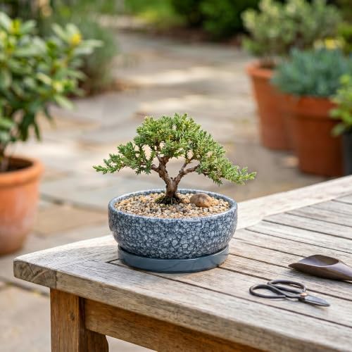 Ceramic Succulent Pots, 6 Inch Bonsai Tree Pot with Tray, Scale Blue - color: Scale Blue, size: 6 Inch