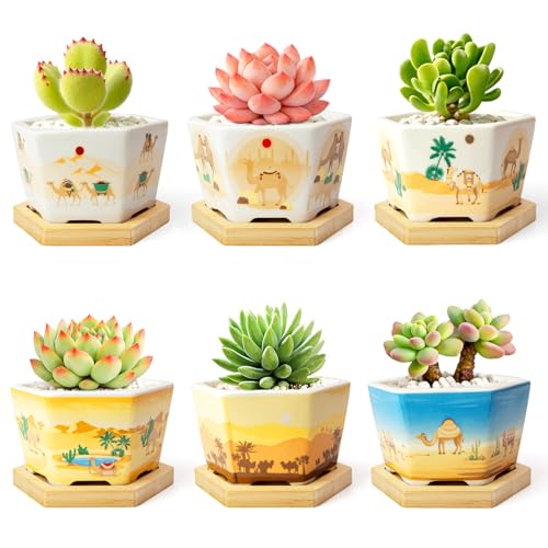 Succulent Pots, 6 Pack Floral Plant Pots with Drainage Tray, 3.7" Small Flower Pots for Indoor Plants, Ceramic Succulent Planters for Cactus, Home Office Decor - color: Mid-e-hexagon-short