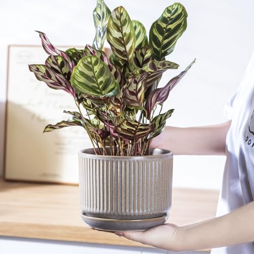 SURE YUESI Ceramic Plant Pots Set of 3, Indoor Outdoor Planters with Drainage Hole and Saucer, Ceramic Flower Pots for Indoor Plants, 4.3+5.5+6.8 Inch, Home, Garden, Patio and Office, Matte Grey - color: Speckle Gray