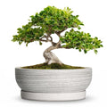 10 Inch Ceramic Bonsai Tree Pots with Saucer, Brushed Grey - color: Brushed Grey, size: 10 Inch