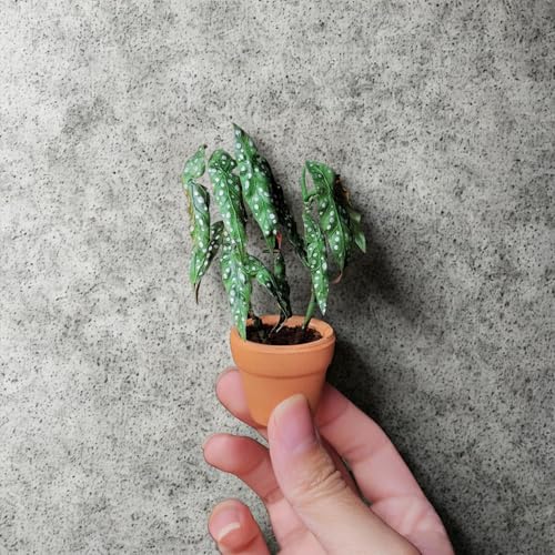 Mini Terracotta Pots – Small Clay Flower Pots for Succulents, Cactus, DIY Crafts, Fairy Garden, School Projects, Mini Planters, Set of 30 (Classic Cylinder, 1.2 Inch) - size: 1.2 Inch, style: Classic Cylinder