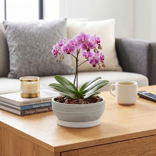Ceramic Bonsai Planter, 8 Inch Succulent Pot with Tray, Brushed Grey - color: Brushed Grey, size: 8 Inch