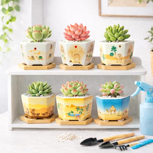 Succulent Pots, 6 Pack Floral Plant Pots with Drainage Tray, 3.7" Small Flower Pots for Indoor Plants, Ceramic Succulent Planters for Cactus, Home Office Decor - color: Mid-e-hexagon-short