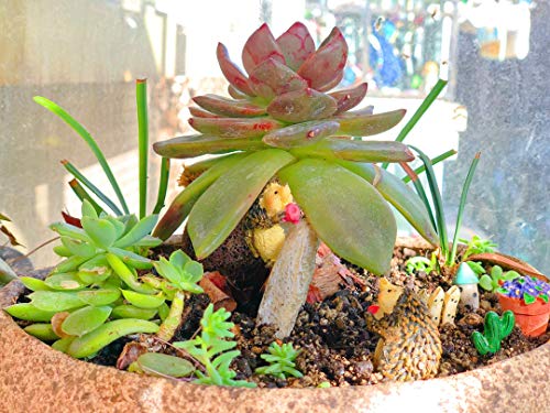 MUAMAX Miniatures Hedgehog Figurines Spring Hedgehog Decorations Spring Figurines Hedgehog Gifts,Mini Hedgehog Animals Micro Landscape Bonsai Craft Decor Miniature Garden Ornaments