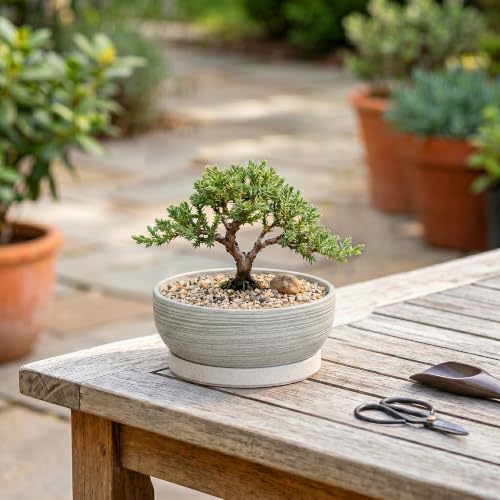 6 Inch Ceramic Succulent Planters with Saucer, Brushed Grey - color: Brushed Grey, size: 6 Inch