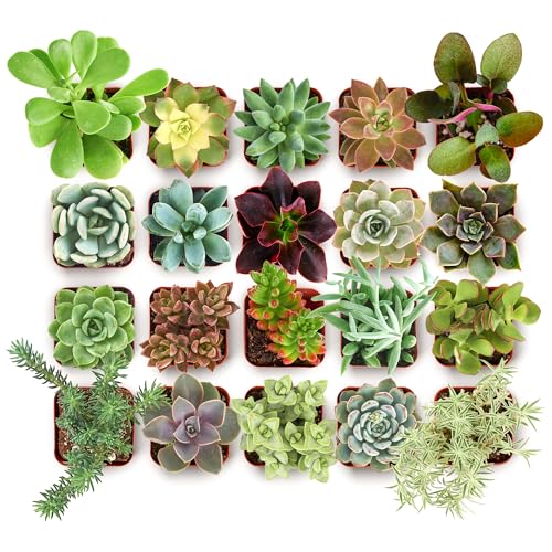 Shop Succulents Collectors Succulent Plant Pack Collection - Live Mini Succulent Plants, Low Maintenance, Colors & Textures - Wedding and Party Favors, Gift & Garden, Pack of 20 - color: Collectors Selection