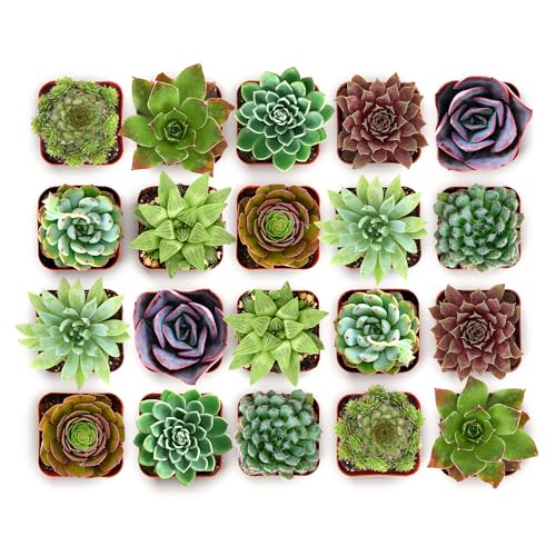 Shop Succulents Wild Rosette Succulent Plant Pack – Live Mini Rosette Succulents, Variety of Colors & Textures, Easy Care Plants – Home Decor, Gifts & Succulent Garden, 2" Pots - color: Wild Rosette Collection