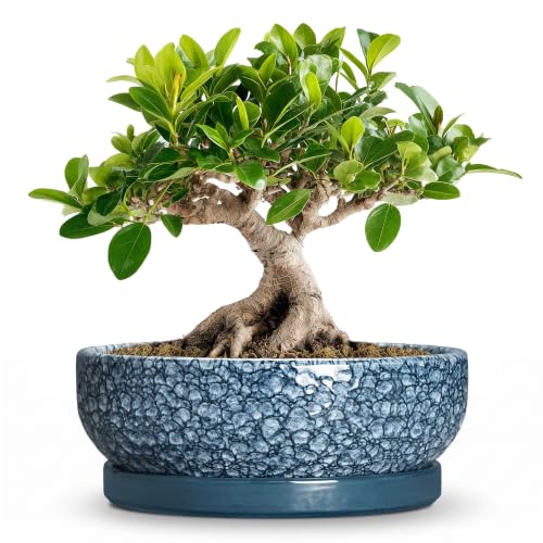 Bonsai Planter, 8 Inch Ceramic Bonsai Pots with Saucer, Scale Blue - color: Scale Blue, size: 8 Inch