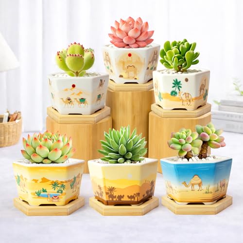 Succulent Pots, 6 Pack Floral Plant Pots with Drainage Tray, 3.7" Small Flower Pots for Indoor Plants, Ceramic Succulent Planters for Cactus, Home Office Decor - color: Mid-e-hexagon-short