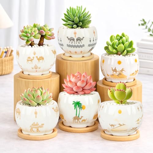 Succulent Pots - 3.1 Inch Small Plant Pots with Drainage Tray, Ceramic Flower Pots for Indoor Plants, 6 Pack Succulent Planters for Cactus Plants, Home Office Decor - color: Mid-e-petal