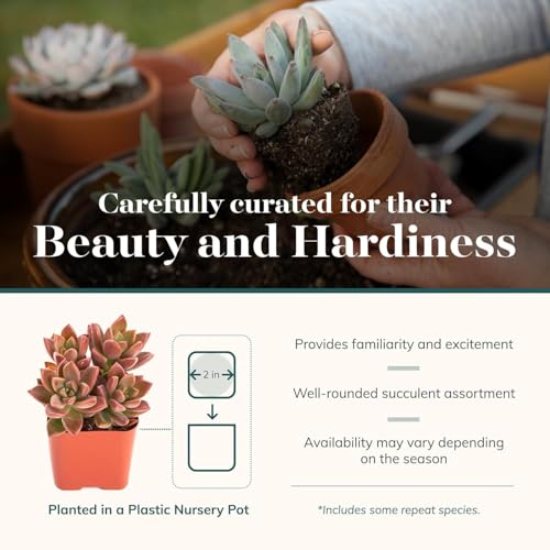 Shop Succulents Assorted Succulent Plant Pack Collection - Live Mini Succulent Plants, Low Maintenance, Mixture of Colors & Textures - Wedding and Party Favors, Gift & Garden, Pack of 20 - color: Assorted