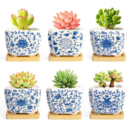 Succulent Pots - 3.1" Succulent Planters with Drainage and Bamboo Trays, Ceramic Flower Pots for Indoor Plants, Small Succulent Pots for Cactus, Home Office Desk Decor, Set of 6 - color: Blue-porcelain-square