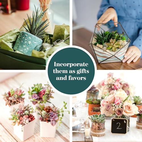 Shop Succulents Coastal Succulent Bulk Plant Pack Collection – Live Mini Succulent Plants, Ocean-Inspired Colors & Textures, Low Maintenance Houseplants – Beach Decor, Gifts & Garden, 2" Pots - color: Coastal Collection
