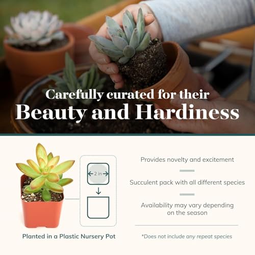 Shop Succulents Collectors Succulent Plant Pack Collection - Live Mini Succulent Plants, Low Maintenance, Colors & Textures - Wedding and Party Favors, Gift & Garden, Pack of 20 - color: Collectors Selection