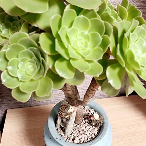 MUAMAX Miniatures Hedgehog Figurines Spring Hedgehog Decorations Spring Figurines Hedgehog Gifts,Mini Hedgehog Animals Micro Landscape Bonsai Craft Decor Miniature Garden Ornaments