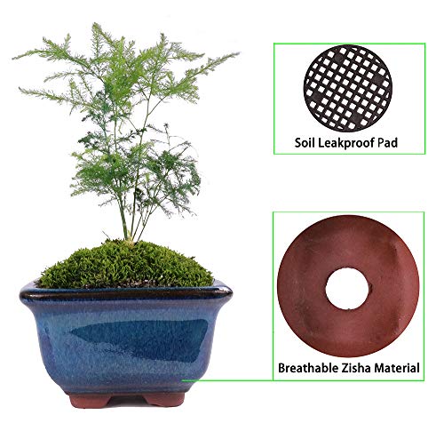 MUZHI 6PACK Glazed Bonsai Pot Planter 3" 4” Small Succulent Pots, Yixing Zisha Decorative Mame Bonsai Training Pot or Small Flower Cactus Starter Growing Planters Containers Blue - color: 6pcs Pots