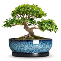 Bonsai Pots, 13 Inch Ceramic Succulent Pot with Saucer, Blue - color: Blue, size: 13 Inch