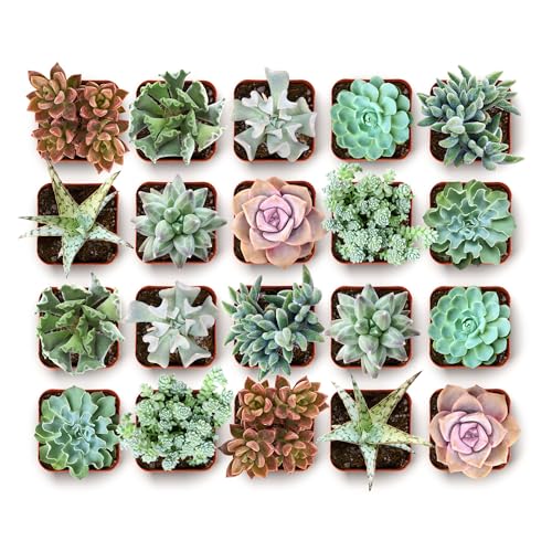 Shop Succulents Coastal Succulent Bulk Plant Pack Collection – Live Mini Succulent Plants, Ocean-Inspired Colors & Textures, Low Maintenance Houseplants – Beach Decor, Gifts & Garden, 2" Pots - color: Coastal Collection