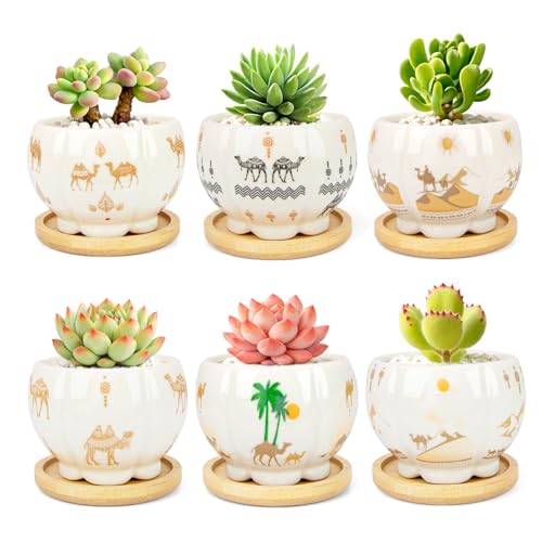 Succulent Pots - 3.1 Inch Small Plant Pots with Drainage Tray, Ceramic Flower Pots for Indoor Plants, 6 Pack Succulent Planters for Cactus Plants, Home Office Decor - color: Mid-e-petal