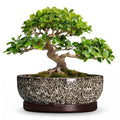 13 Inch Ceramic Bonsai Tree Pot with Saucer, White Leopard - color: White Leopard, size: 13 Inch