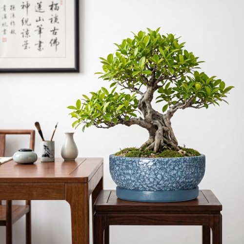 10 Inch Ceramic Bonsai Pots with Saucer, Scale Blue - color: Scale Blue, size: 10 Inch