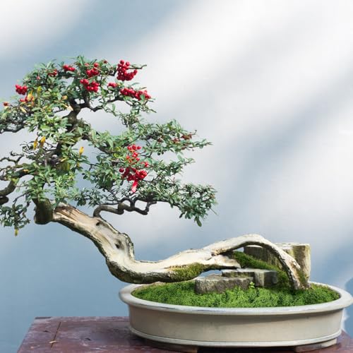Fake Green Moss for Potted Plants,7oz Artificial Moss for Crafts
