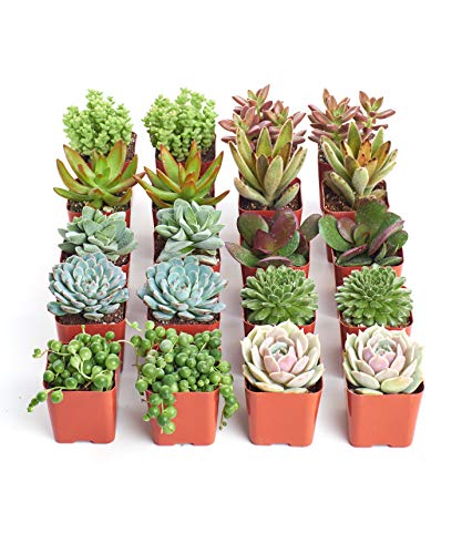 Shop Succulents Assorted Succulent Plant Pack Collection - Live Mini Succulent Plants, Low Maintenance, Mixture of Colors & Textures - Wedding and Party Favors, Gift & Garden, Pack of 20 - color: Assorted