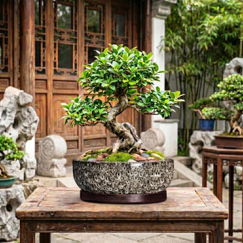 13 Inch Ceramic Bonsai Tree Pot with Saucer, White Leopard - color: White Leopard, size: 13 Inch