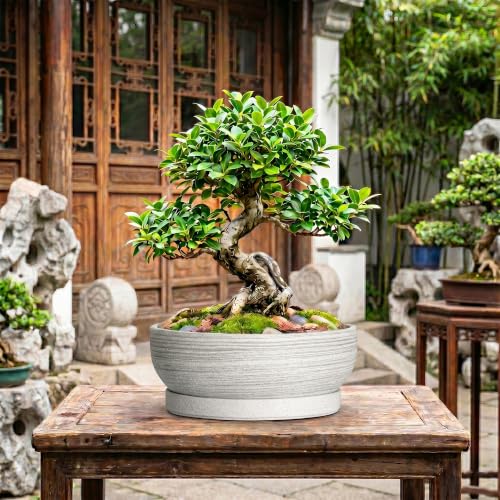 13 Inch Ceramic Bonsai Pots with Saucer, Brushed Grey - color: Brushed Grey, size: 13 Inch