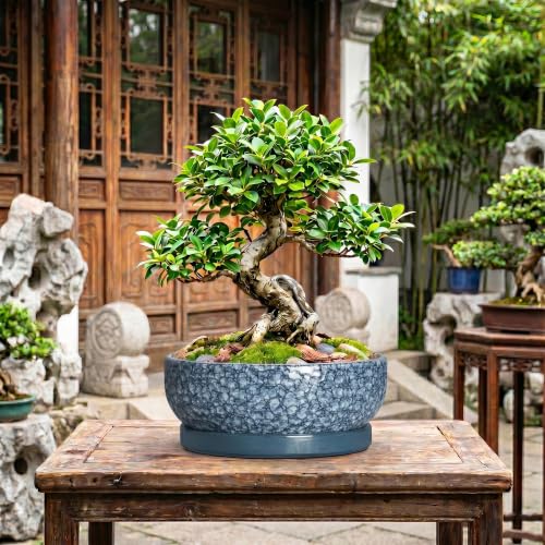 Bonsai Pots 13 Inch, Ceramic Succulent Planter with Tray, Scale Blue - color: Scale Blue, size: 13 Inch