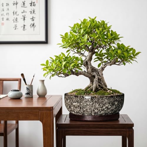 Succulent Pots, 10 Inch Ceramic Bonsai Tree Pots, White Leopard - color: White Leopard, size: 10 Inch