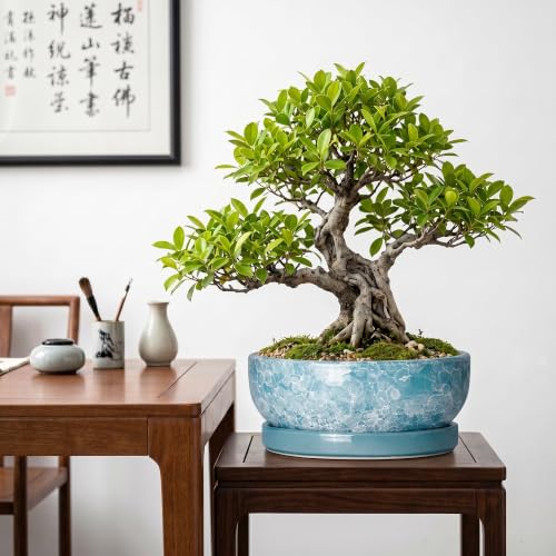 Bonsai Tree Pots, 10 Inch Ceramic Bonsai Planter, Droplet Blue - color: Droplet Blue, size: 10 Inch