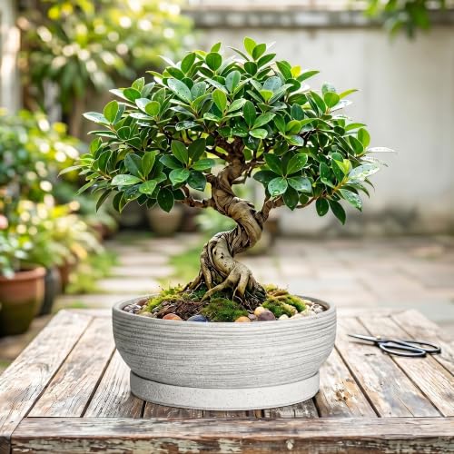 10 Inch Ceramic Bonsai Tree Pots with Saucer, Brushed Grey - color: Brushed Grey, size: 10 Inch