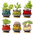 Cute Ceramic Succulent Planters, Garden Pots with Drainage and Attached Saucer, Set of 6 - Plants Not Included
