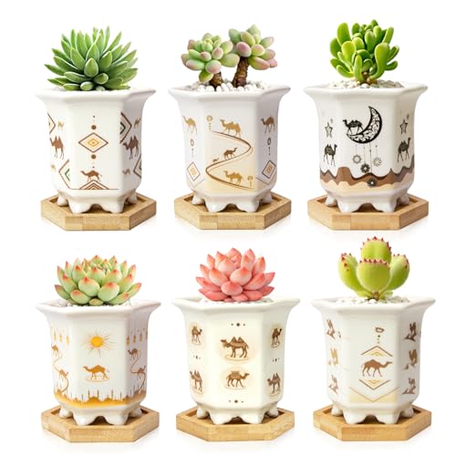 3.3 Inch Small Succulent Pots with Drainage and Bamboo Tray Set of 6 - color: Mid-e-hexagon-tall