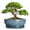 Bonsai Pots 13 Inch, Ceramic Succulent Planter with Tray, Scale Blue - color: Scale Blue, size: 13 Inch