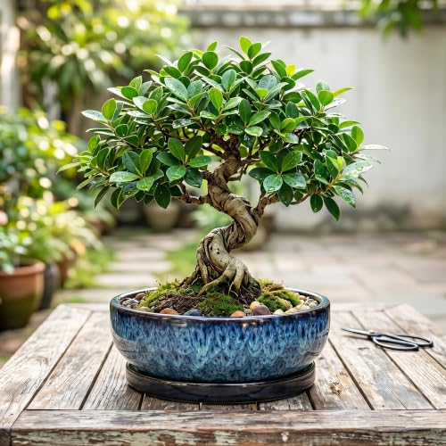 Bonsai Pots, 10 Inch Ceramic Succulent Pots with Saucer, Blue - color: Blue, size: 10 Inch