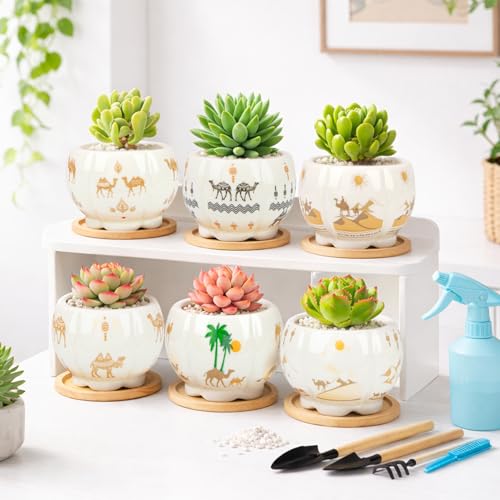 Succulent Pots - 3.1 Inch Small Plant Pots with Drainage Tray, Ceramic Flower Pots for Indoor Plants, 6 Pack Succulent Planters for Cactus Plants, Home Office Decor - color: Mid-e-petal