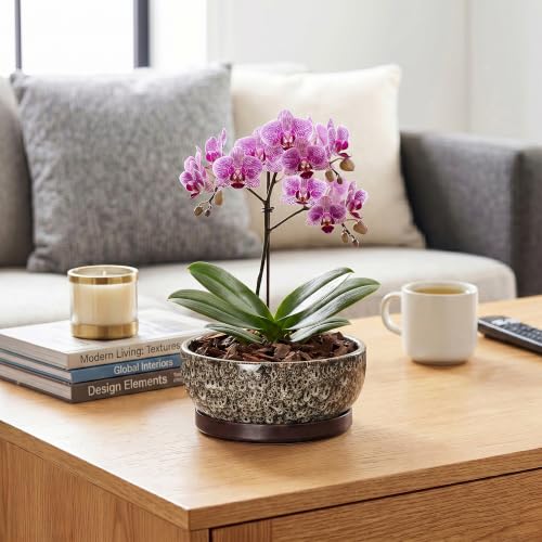 Bonsai Pots, 8 Inch Ceramic Succulent Pot with Saucer, White Leopard - color: White Leopard, size: 8 Inch