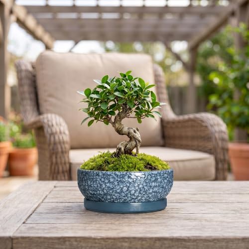 Bonsai Planter, 8 Inch Ceramic Bonsai Pots with Saucer, Scale Blue - color: Scale Blue, size: 8 Inch