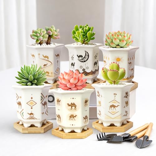 3.3 Inch Small Succulent Pots with Drainage and Bamboo Tray Set of 6 - color: Mid-e-hexagon-tall